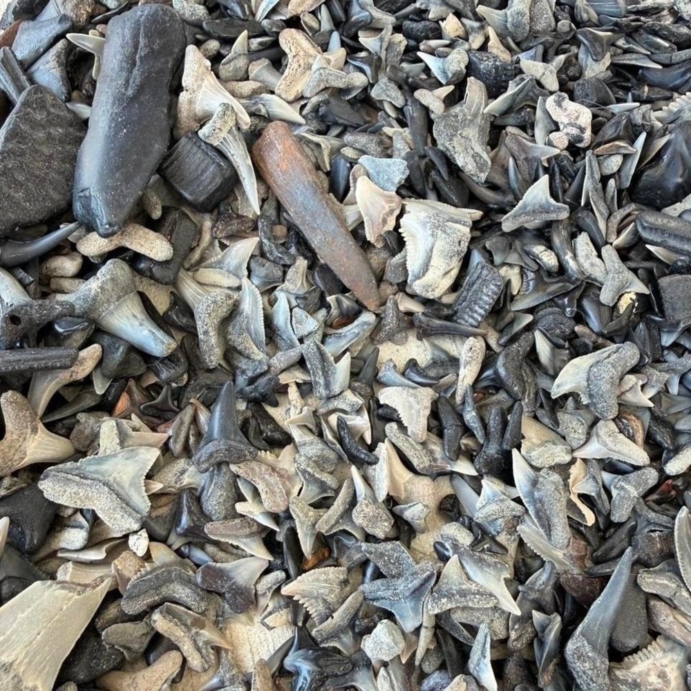 Shark Teeth/Fossil Mystery Bag
